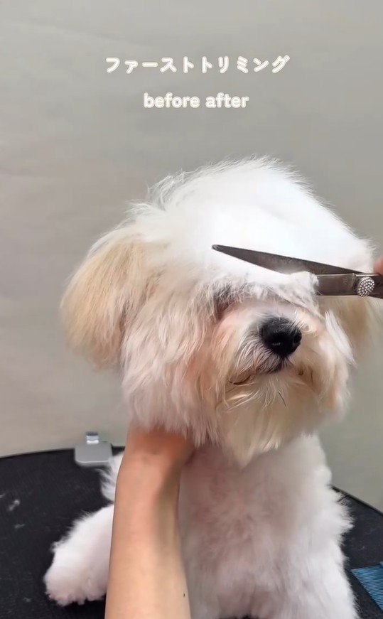 出所：＠trim_06n