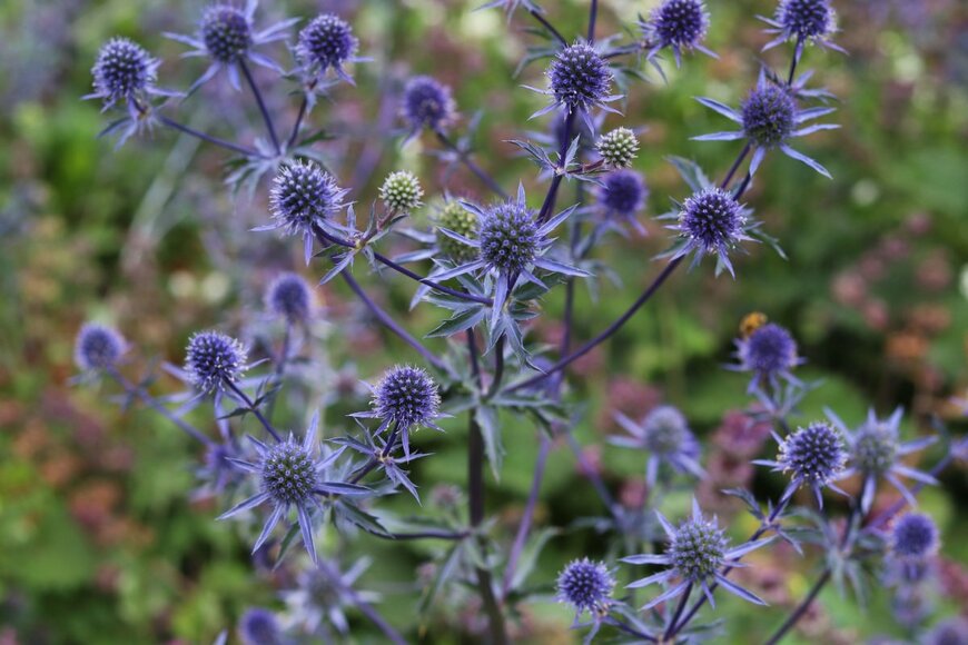 Keda sasha/shutterstock.com