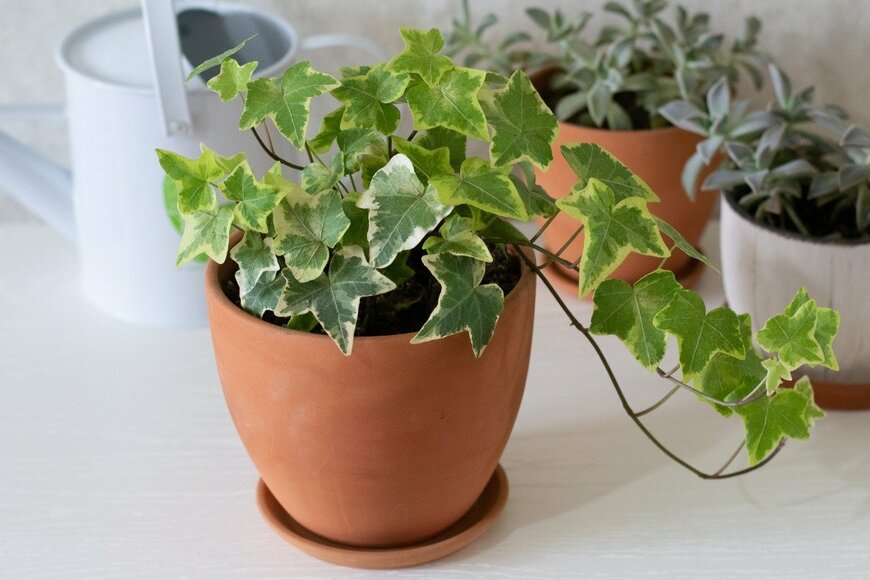 Albina Yalunina/istockphoto.com