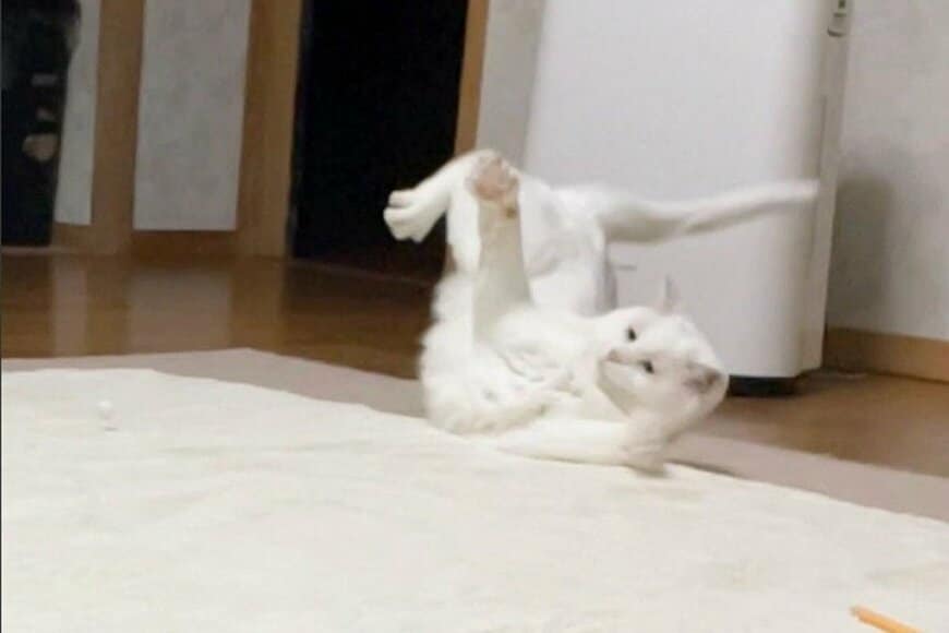 自宅で転んでしまった「猫の様子」に違和感　吉本新喜劇のような「ズッコケ姿」が話題に