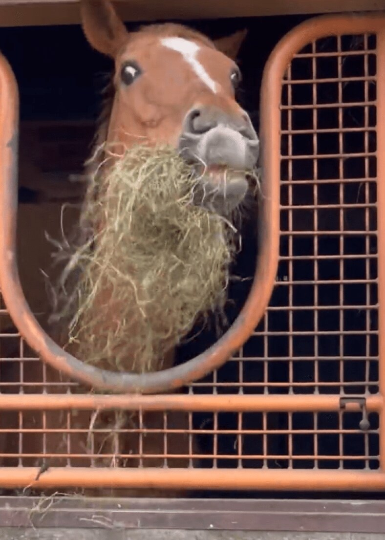 出所：うらかわ優駿ビレッジAERU