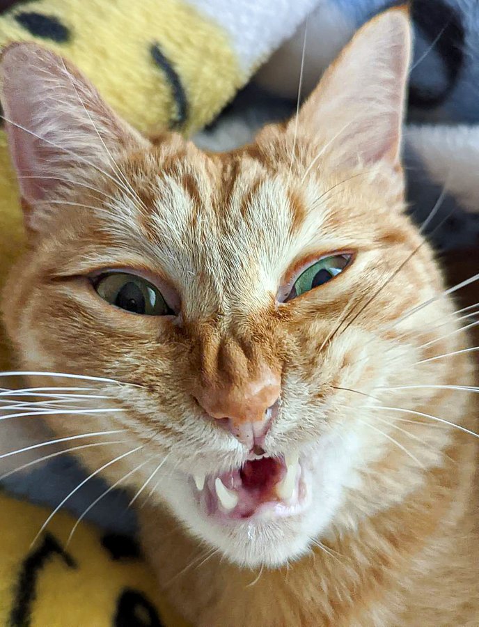 出所：＠purinlala