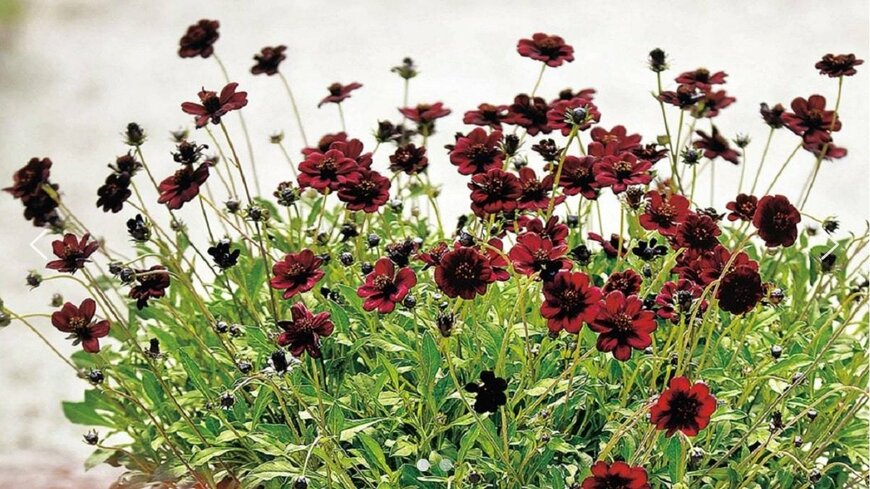 出所：PROVEN WINNERS（R）公式　チョコレートコスモス チョカモカ