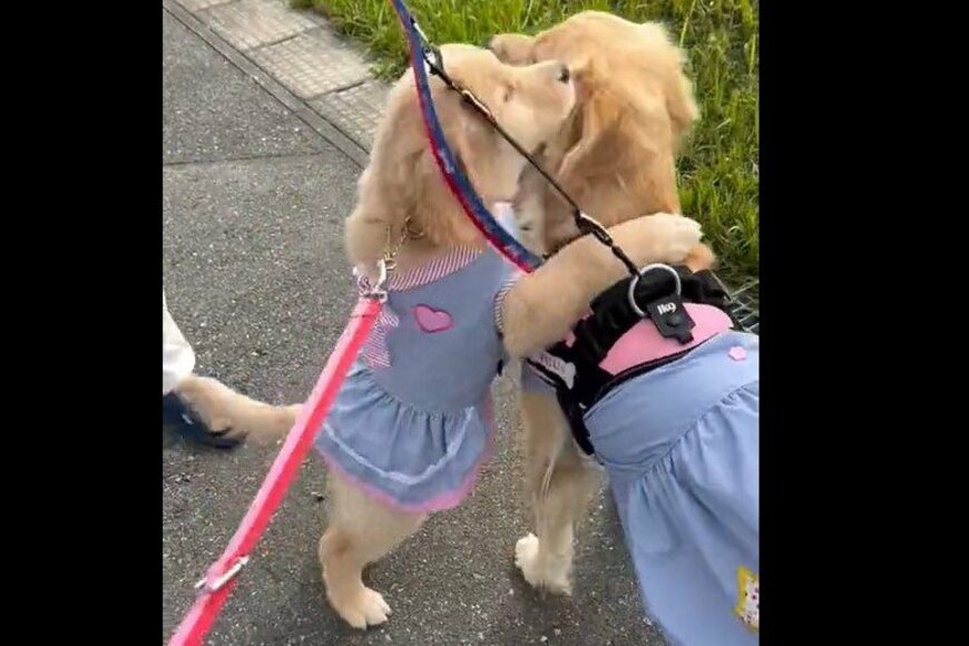 初散歩『断固拒否』だった子犬　ママとのデビューで嬉しさが溢れ…【2023年04月ベストセレクション】
