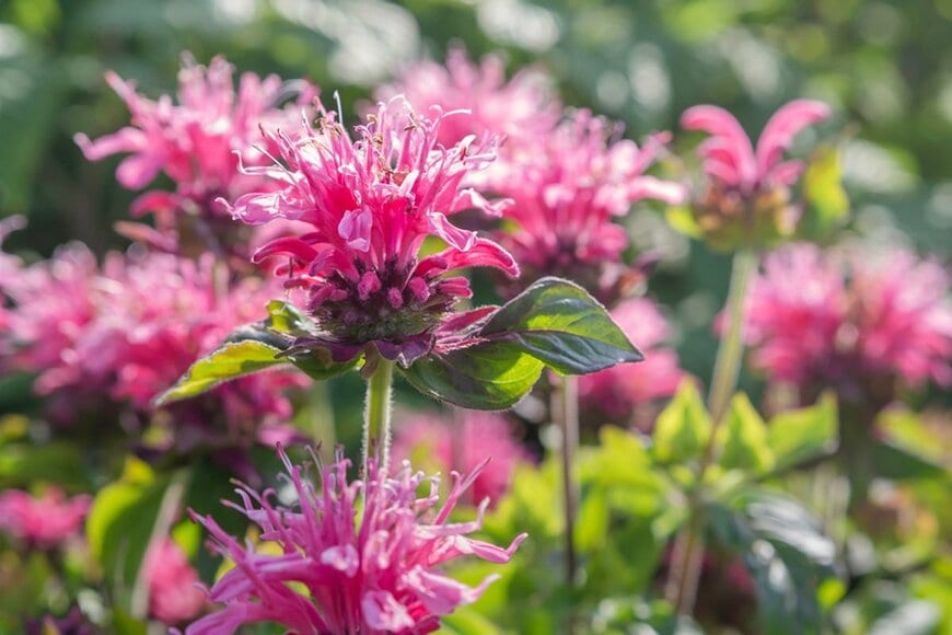 ピンクの花を咲かせている、モナルダ