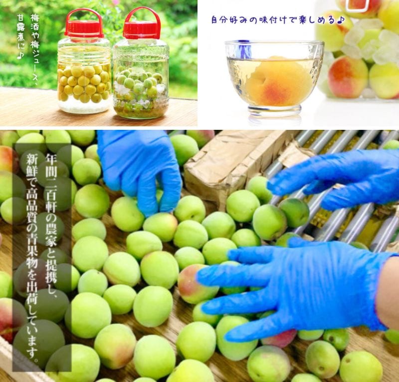出所：<u><a href="https://www.furusato-tax.jp/product/detail/30366/5099666" target="_blank">ふるさとチョイス 青梅 南高梅 5kg 秀品 LまたはMサイズ</a></u>