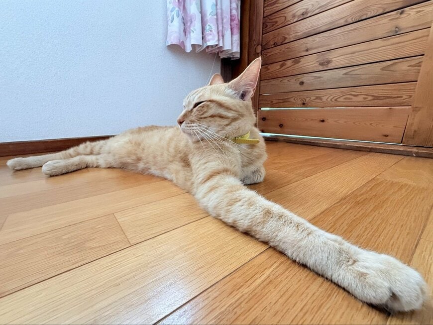 前足を伸ばすぷりんちゃん