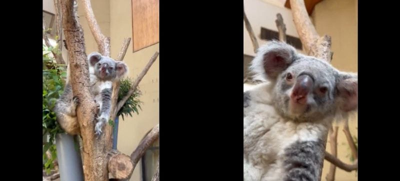 神戸市立王子動物園