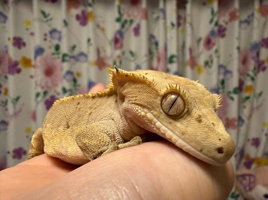 ぬちょちゃんの普段の様子
