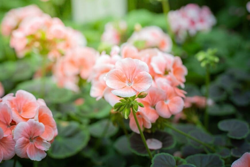 淡いサーモンピンクの花を咲かせている、ゼラニウム