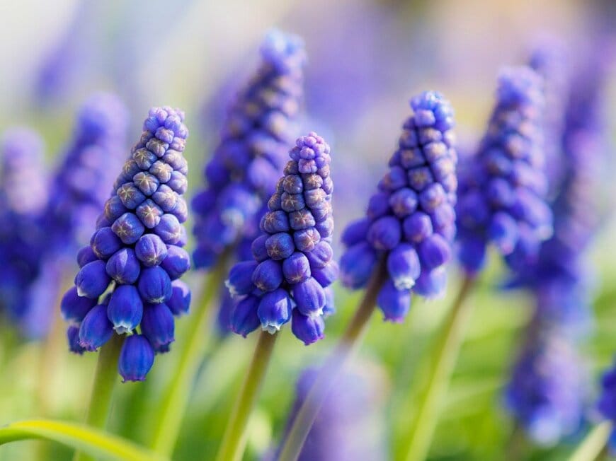 青い花を咲かせている、ムスカリ