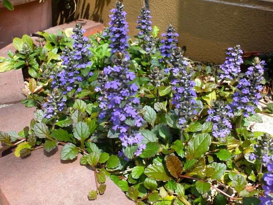 紫色のアジュガの花