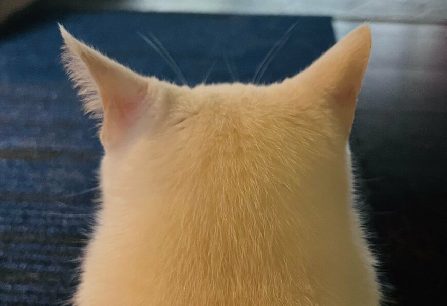 ふりむくかふりむかないか気分次第の猫