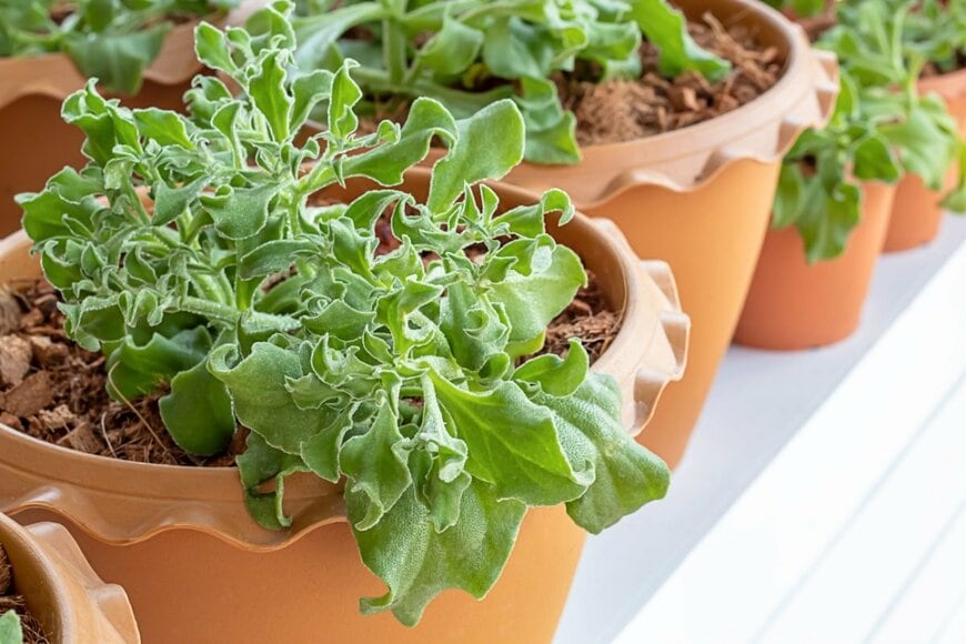 アイスプラントの鉢植え