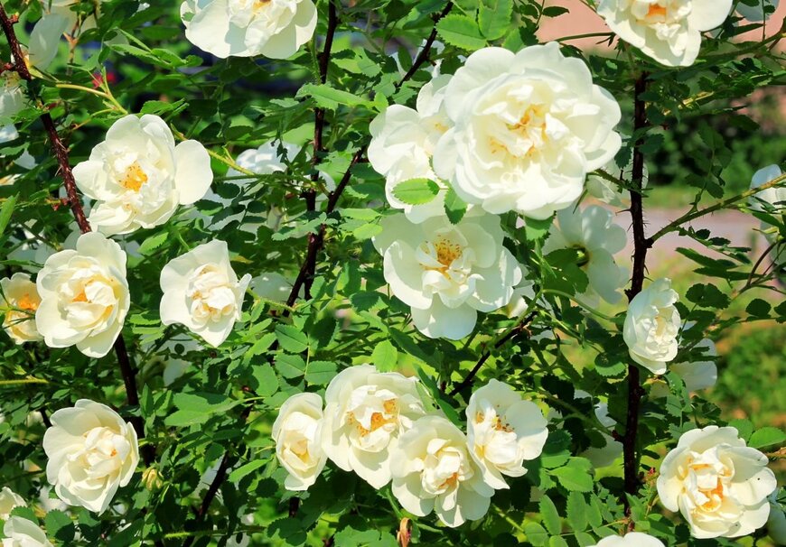 白い花を咲かせている、スノーグース