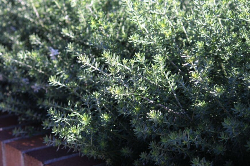 明るい緑色のとがった小葉をもつ、ウエストリンギア