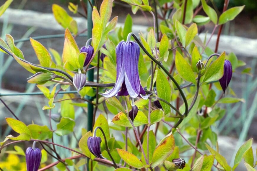 青紫色の花を咲かせている、ロウグチ