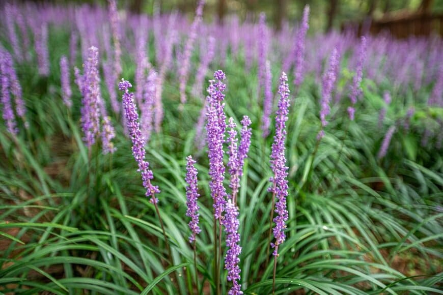 紫色の花を咲かせている、リリオペ