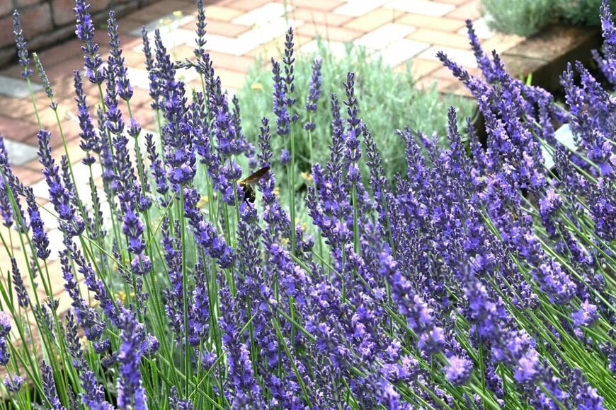 青紫のラベンダーの花々