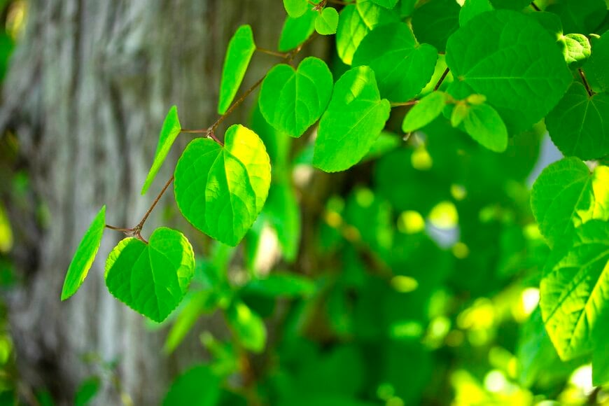 カツラの木の特徴は、かわいらしいハート形の葉。