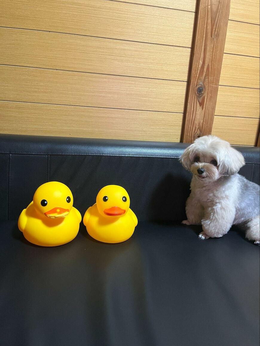 あひるのおもちゃと犬