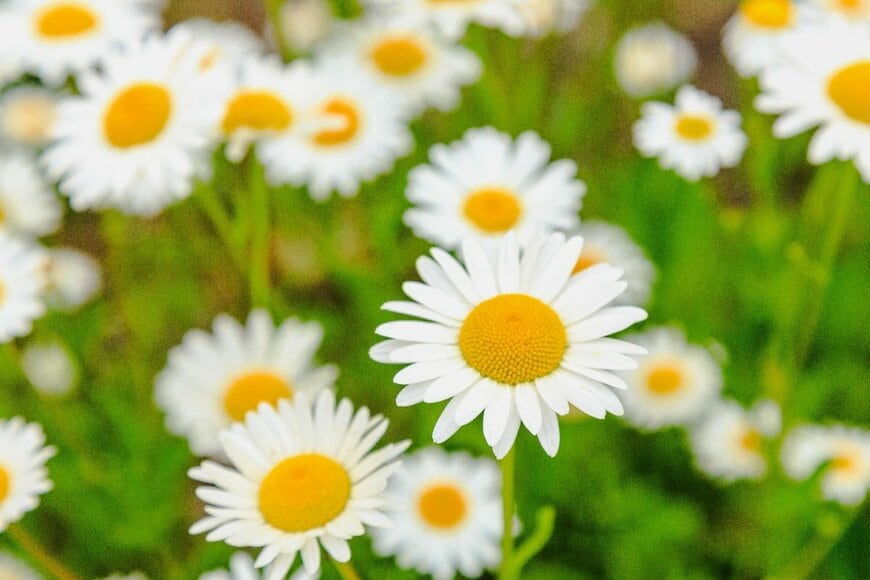 花の中央が黄色、花びらが白の、ノースポールの花