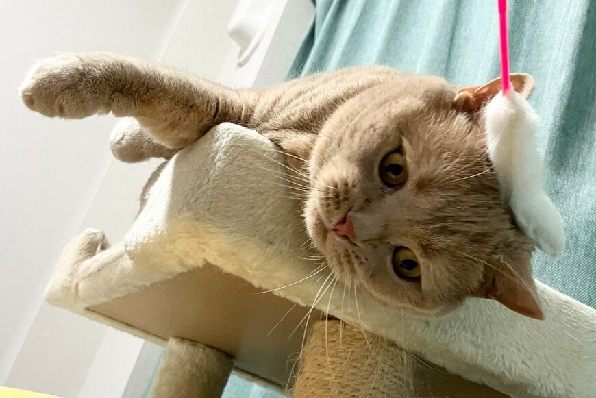 「遊ぶ気分じゃないにゃー」飼い主さんのお誘いをガン無視