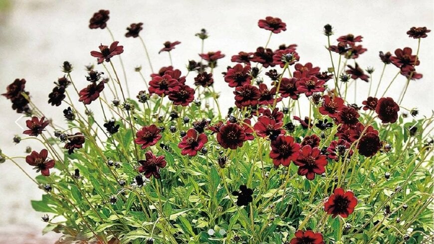 PROVEN WINNERS（プルーブンウィナーズ）　チョコレートコスモス チョカモカ