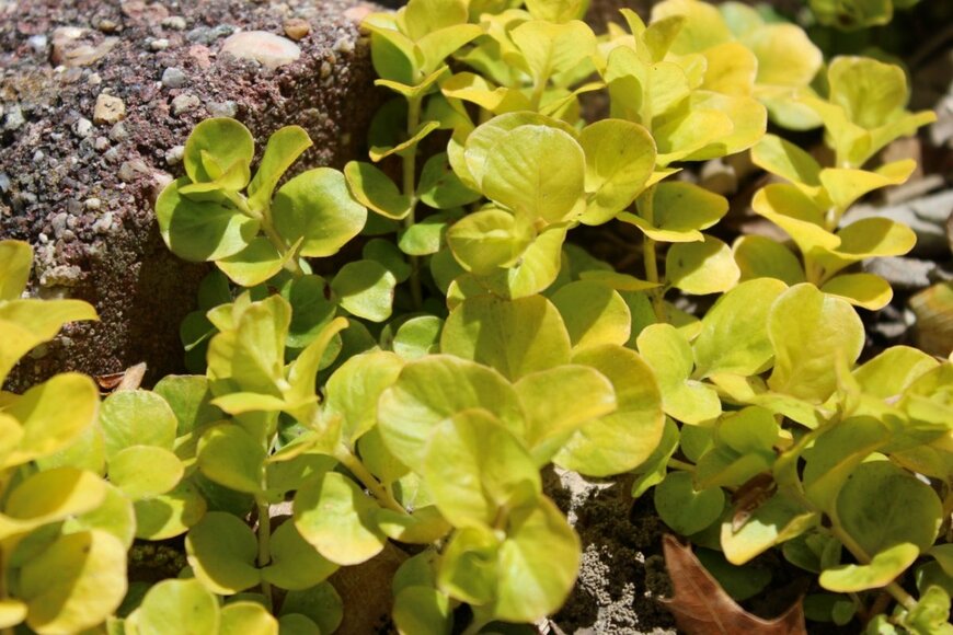 ライムグリーンの葉を広げている、リシマキア・ヌンムラリア´オーレア´