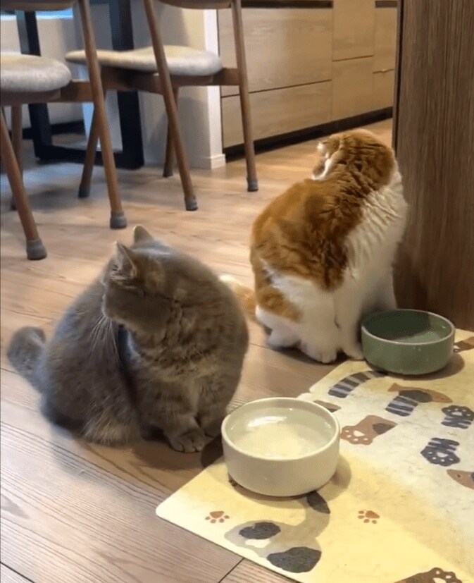 シンクロする猫