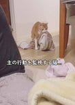 【猫の奥義がさく裂】お気に入りの毛布を取り戻せ！猫の欲張りすぎる技に思わず笑ってしまう！