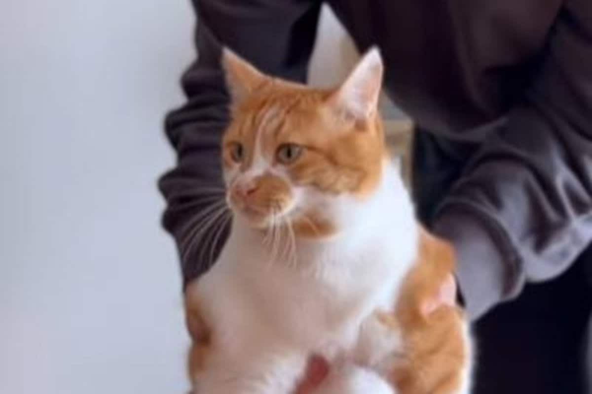 「可愛すぎてため息でちゃう」違う動物になった猫　あまりにもキュートすぎる… | LIMO | くらしとお金の経済メディア