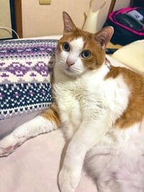 まん丸お目目にふわふわボディがかわいい猫ちゃんにおもちゃを見せると…？表情の違いが笑える！