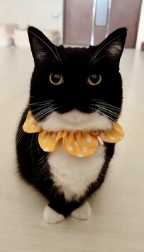 「飛び立つ準備はできた」飼い主さんを見つめる猫ちゃんを撮影してみると…じわじわ耳が傾く姿に思わず笑ってしまう