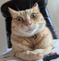 【猫ちゃん面接官】迫力満点のお顔にドキッ！堂々とした姿に視線釘付け…「かっこいい！」の声