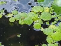 ベランダにあるメダカの水槽を見に行ってみたら…「想定外のお客様」の登場に思わず笑ってしまう
