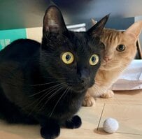 2匹の猫の「カゴの使い方」のギャップが見事！正反対の姿に笑ってしまう