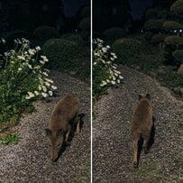 【正体不明】不思議な野生動物が反響　「見たことない個体だ」「マジでわからない」
