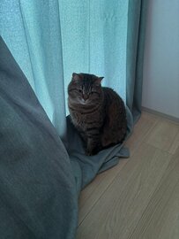 【窓際で発見】カーテン越しにたたずむ猫ちゃん　さびしそうな表情に思わずキュンとなる