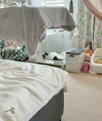 夏になると「お決まりのポーズ」をする猫　かわいすぎる姿に笑っちゃう