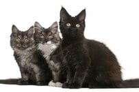 深夜に迷い込んだ「一匹の蛾」　猫達のリアクションに思わずツッコミ「合唱団か！」