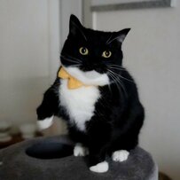 【ぼくのパンチは最強】戦闘モード（？）の猫ちゃんが話題！「猫パンチ受けてみたい」の声