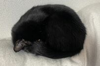 「なにかわからん生き物」思わず二度見の形態変化した猫　「溶け出す」姿が話題に