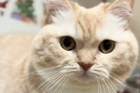 【おやつが欲しい猫】まるで子供のような抗議に笑ってしまう　不機嫌な様子に「何でもあげたくなる」