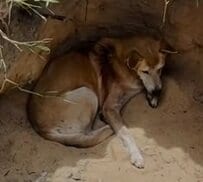 深い穴に落ち救出を拒んだ犬 2人のレスキューに救出されシェルターへ 