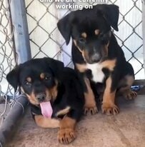 生き埋めの危機に直面した子犬たち　緊迫の状況で救助された3匹の幸せな姿に感動の声