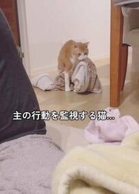 【猫の奥義がさく裂】お気に入りの毛布を取り戻せ！猫の欲張りすぎる技に思わず笑ってしまう！