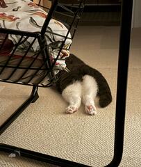 深夜に猫のほうを見ると　愛くるしい「まさかの2コマ」にホッコリ