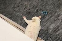 こたつでくつろぐ「元保護猫の様子」が話題　まるで人間のような行動に思わず二度見