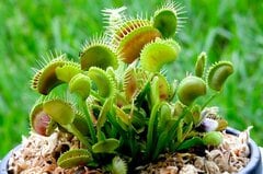 有吉弘行 自宅で育てる食虫植物を紹介。「怪物」目指すも「ただの雑草」…理想と現実に「ツヤツヤで健康的」「どちらも素敵」と反響。